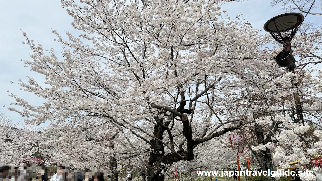 円山公園の桜(35)