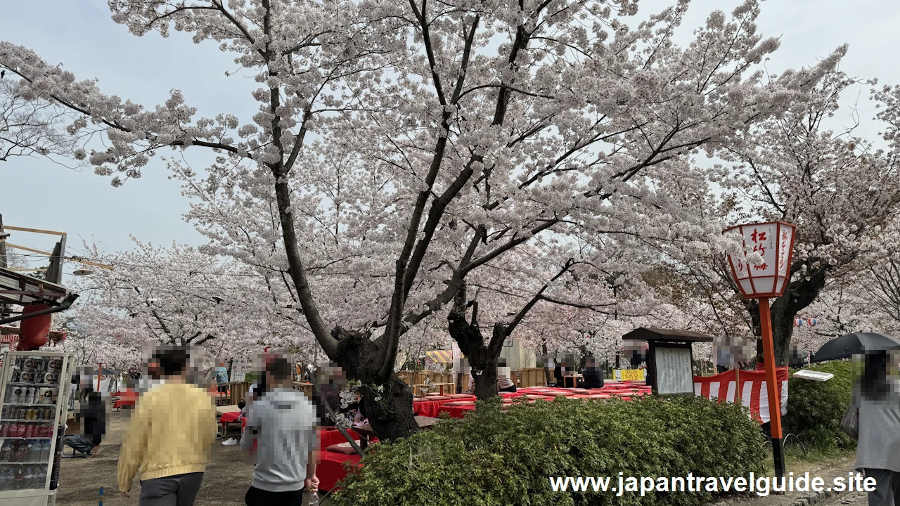 円山公園の桜(4)