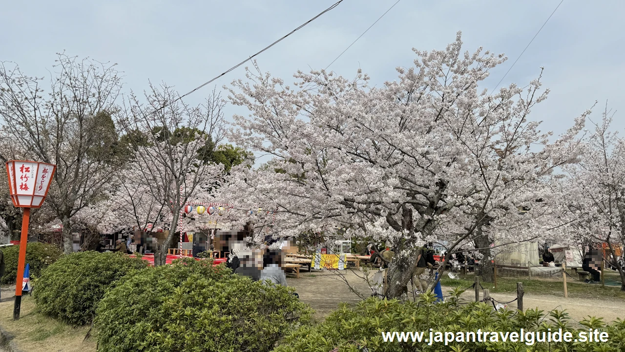 円山公園の桜(5)