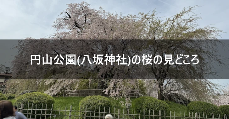 円山公園(八坂神社)の桜の見どころ(0)