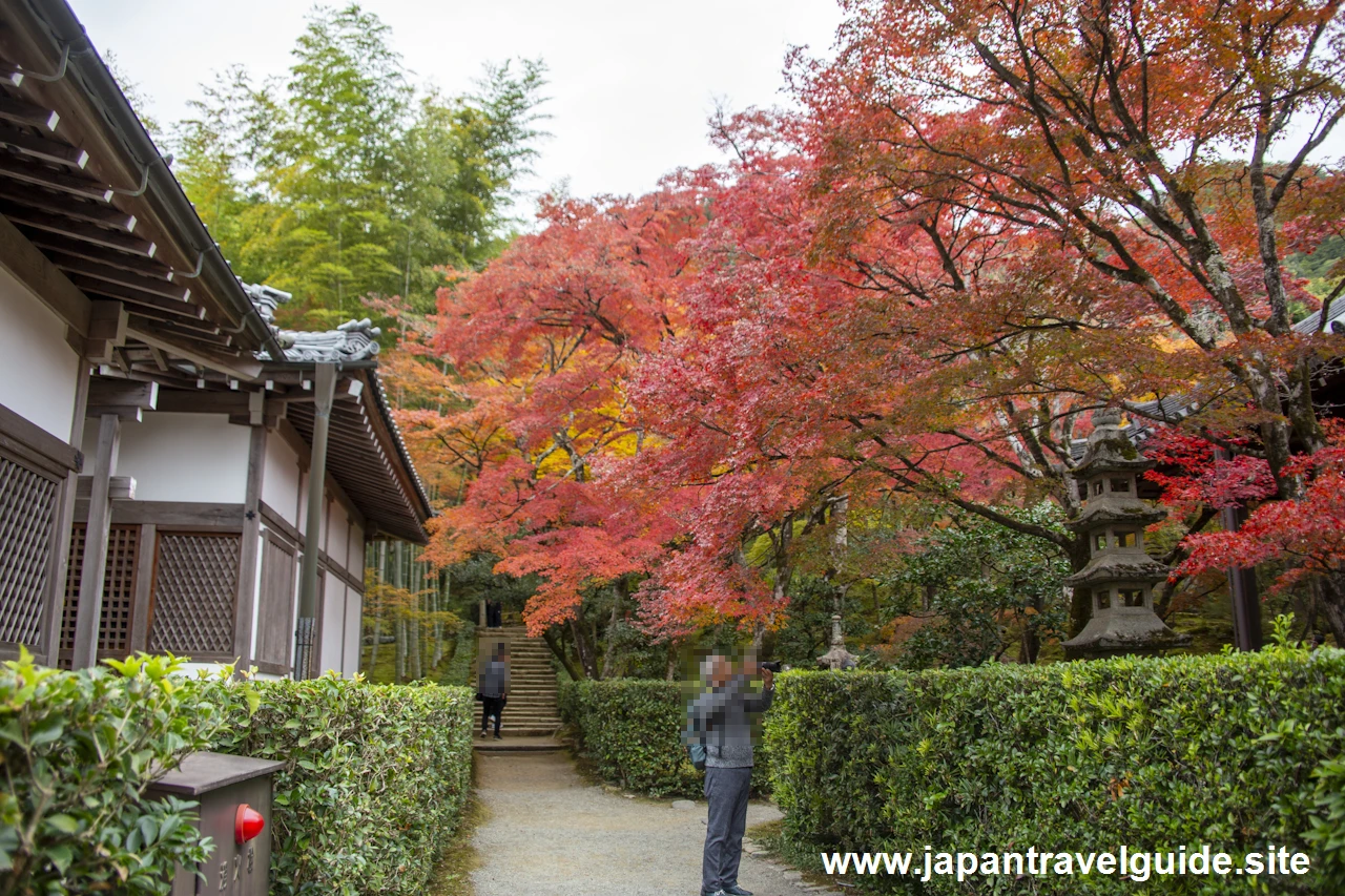 本堂、鐘楼、妙見堂付近の紅葉：常寂光寺の紅葉の見どころ(10)