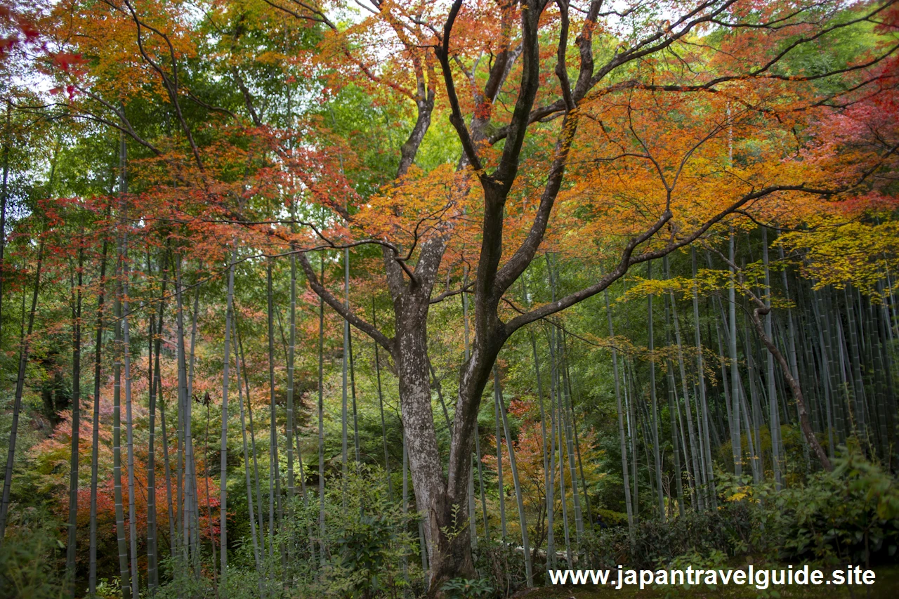 展望台の紅葉：常寂光寺の紅葉の見どころ(1)