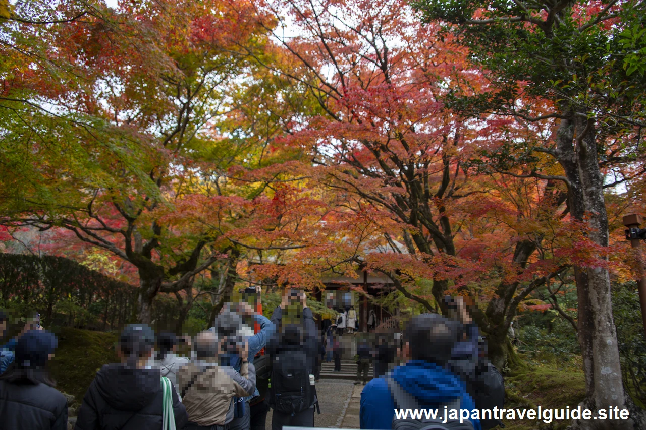 山門から仁王門までの紅葉の様子です。：常寂光寺の紅葉の見どころ(3)