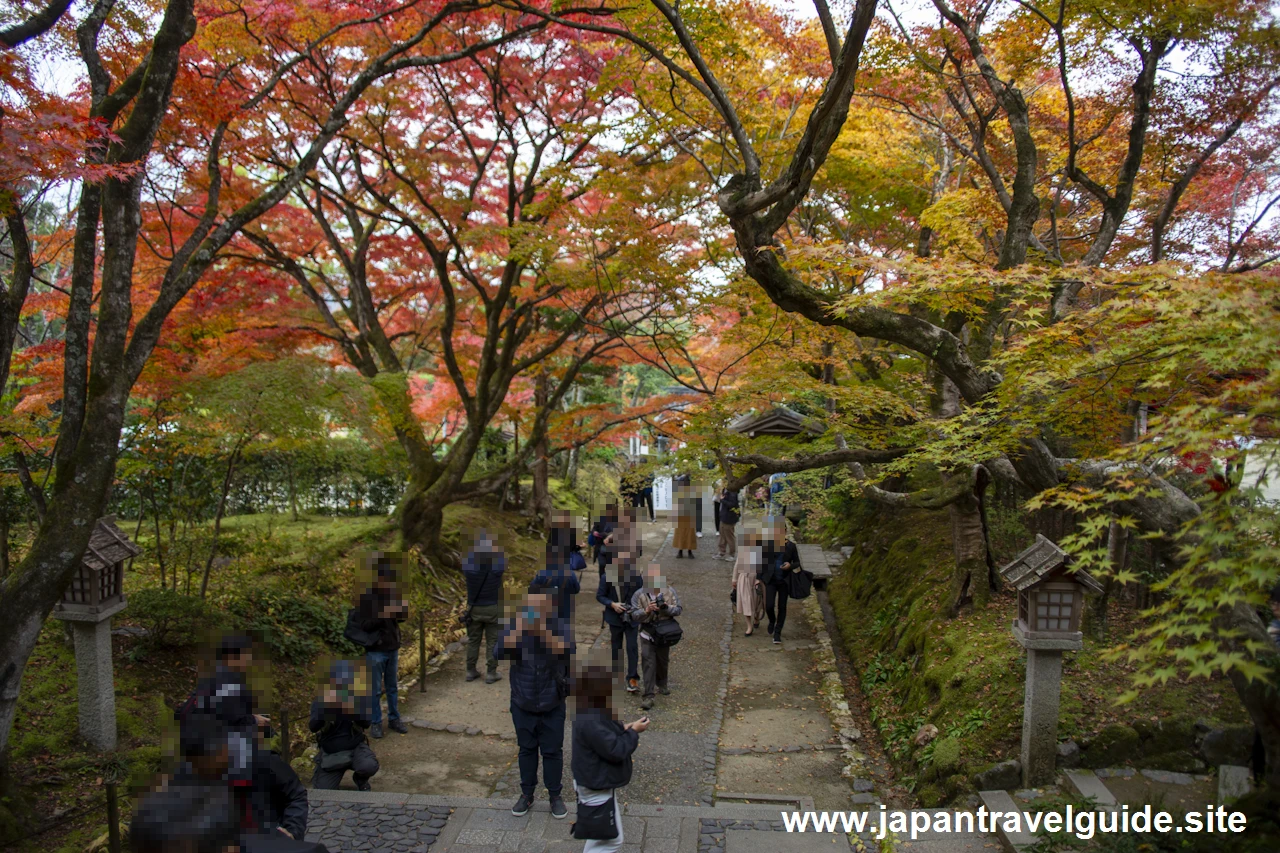 山門から仁王門までの紅葉の様子です。：常寂光寺の紅葉の見どころ(7)