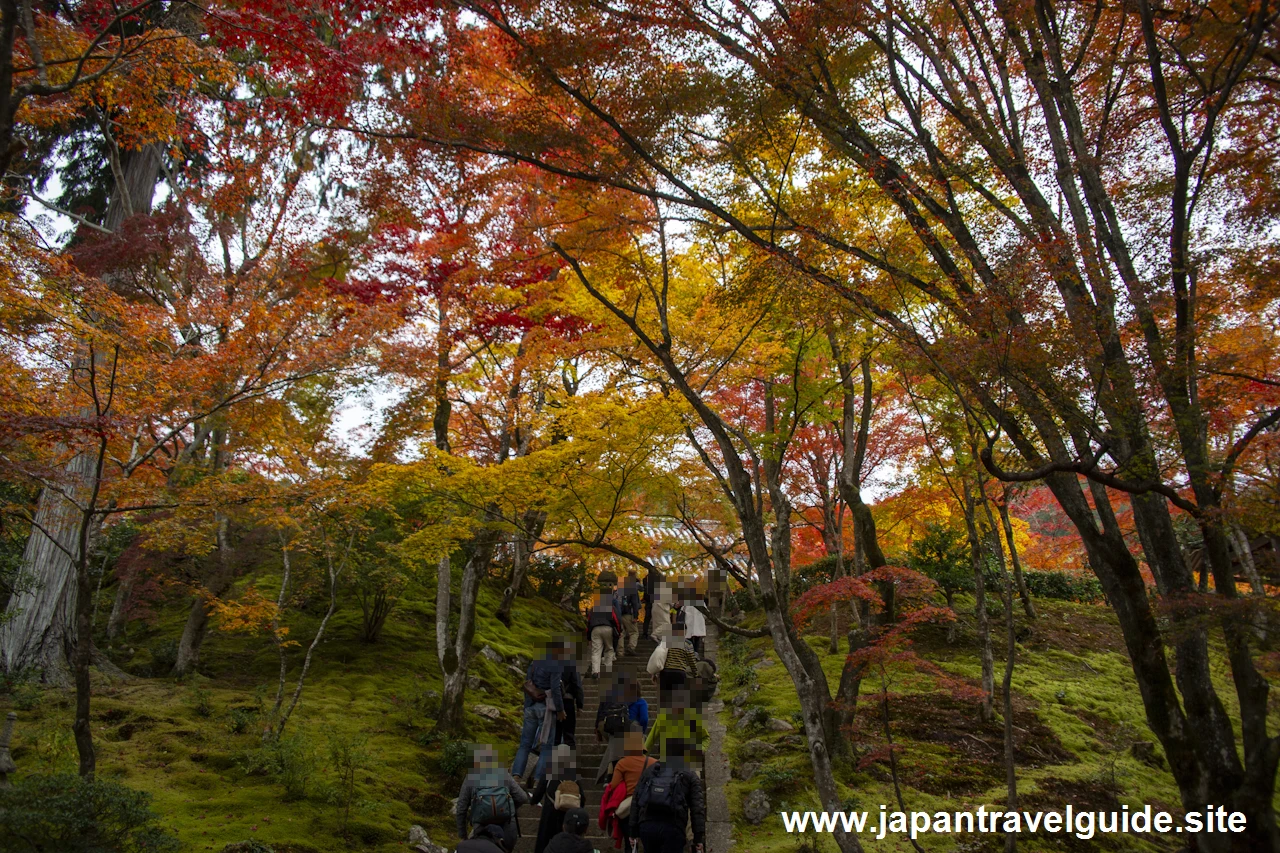 本堂までの石段の紅葉：常寂光寺の紅葉の見どころ(2)