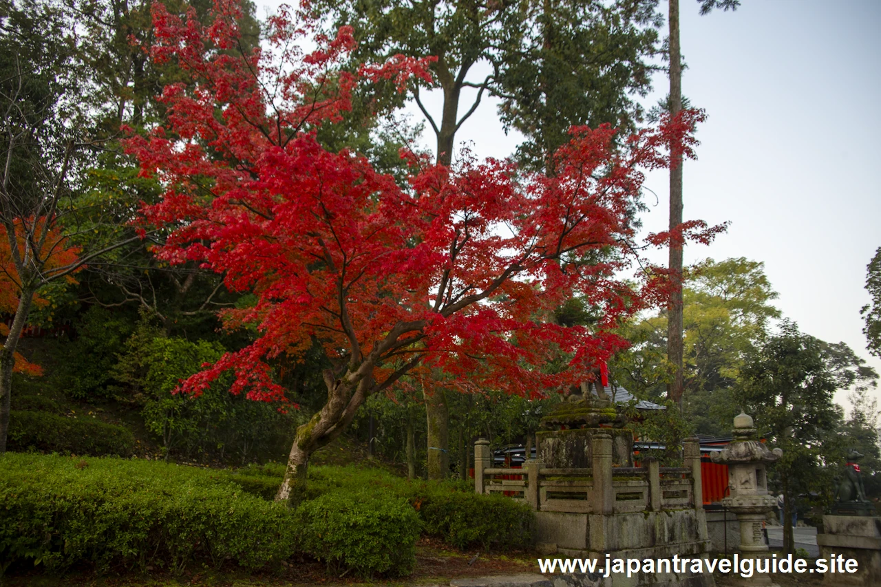 啼鳥菴あたりの紅葉：伏見稲荷大社の紅葉の見どころ完全ガイド(1)