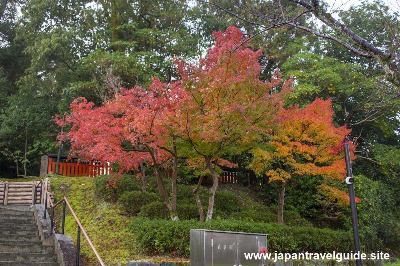 啼鳥菴あたりの紅葉：伏見稲荷大社の紅葉の見どころ完全ガイド(2)