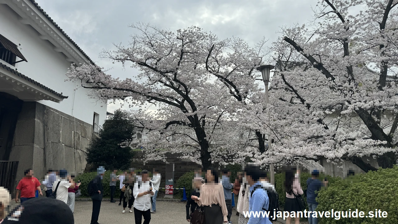 大阪城の桜：大阪城の見どころ(59)