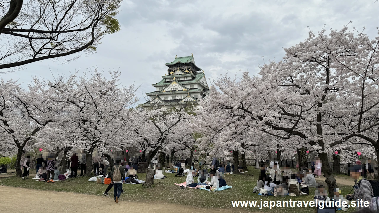 大阪城の桜：大阪城の見どころ(61)