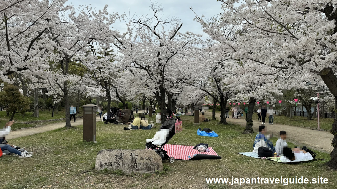 大阪城の桜：大阪城の見どころ(62)