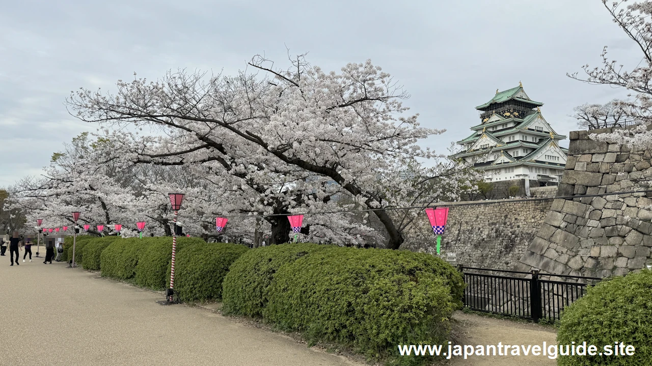 西ノ丸庭園の桜：大阪城西の丸庭園の見どころ(17)