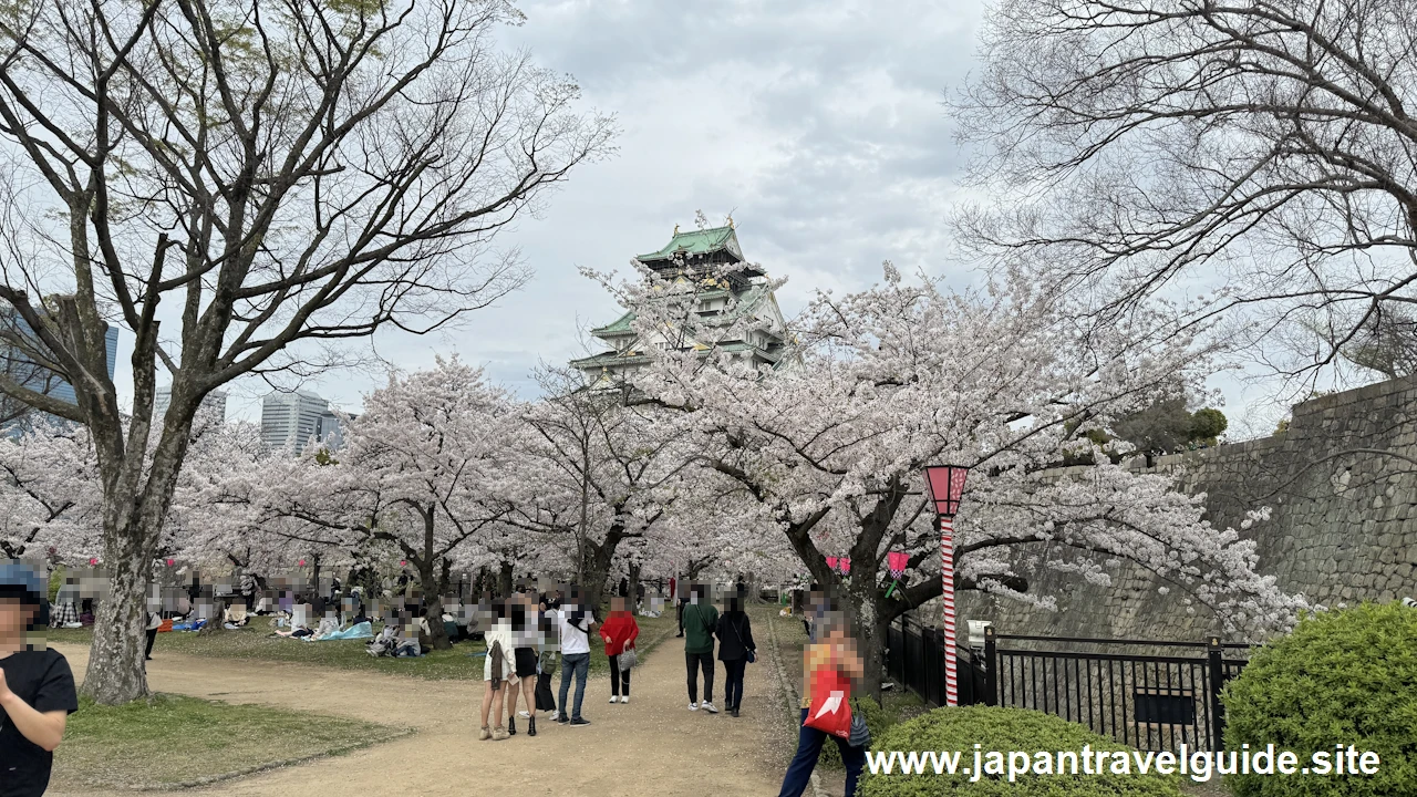 西ノ丸庭園の桜：大阪城西の丸庭園の見どころ(18)