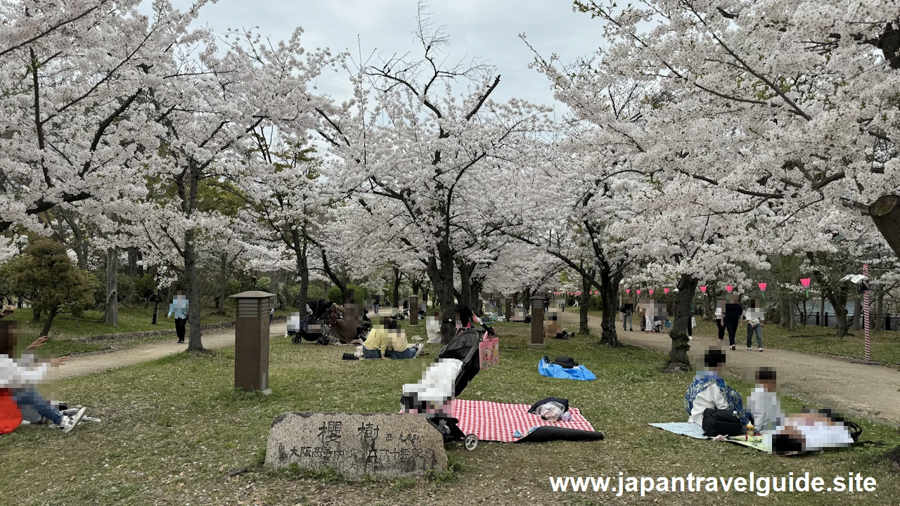 西ノ丸庭園の桜：大阪城西の丸庭園の見どころ(19)