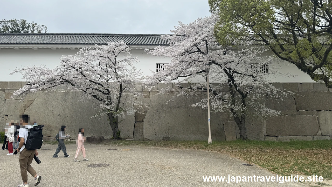 大手門付近の桜(1)