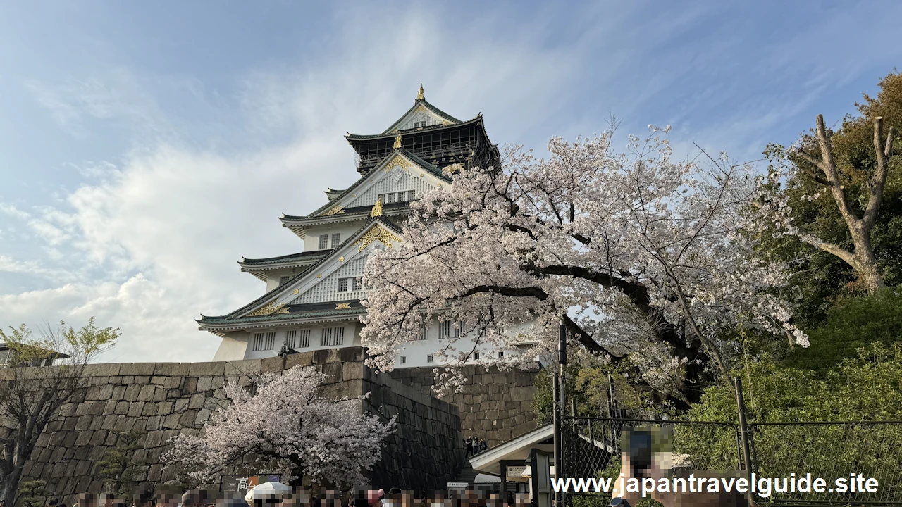 桜門から天守閣までの桜(4)