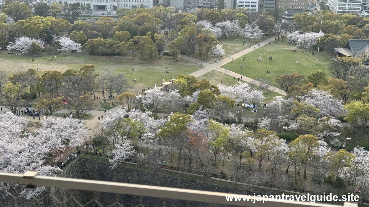 天守閣からの桜の眺め(4)