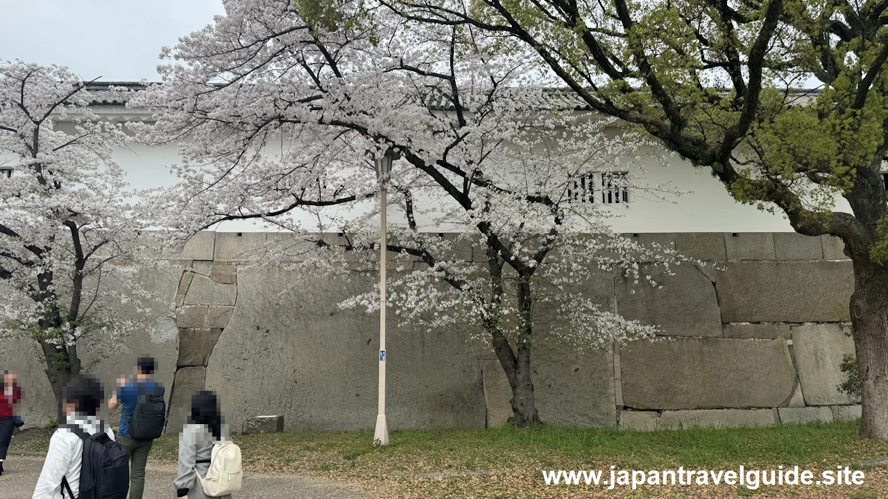 大手門付近の桜(2)