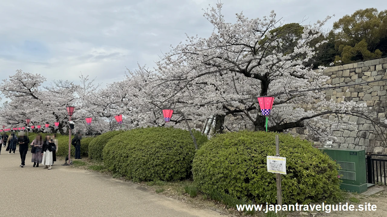 西の丸庭園の桜(1)