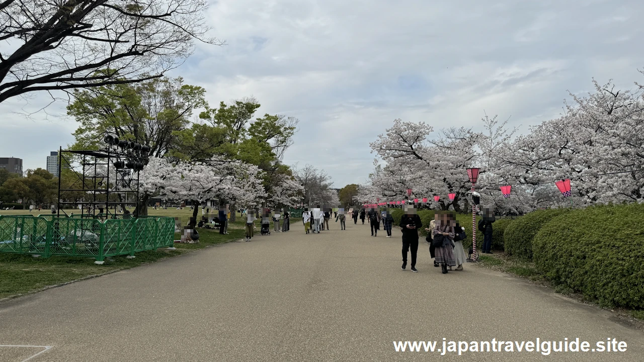 西の丸庭園の桜(2)