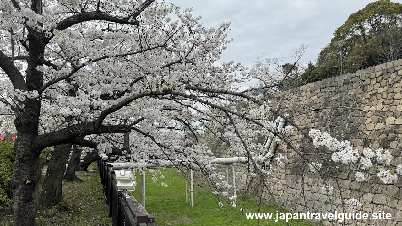 西の丸庭園の桜(3)