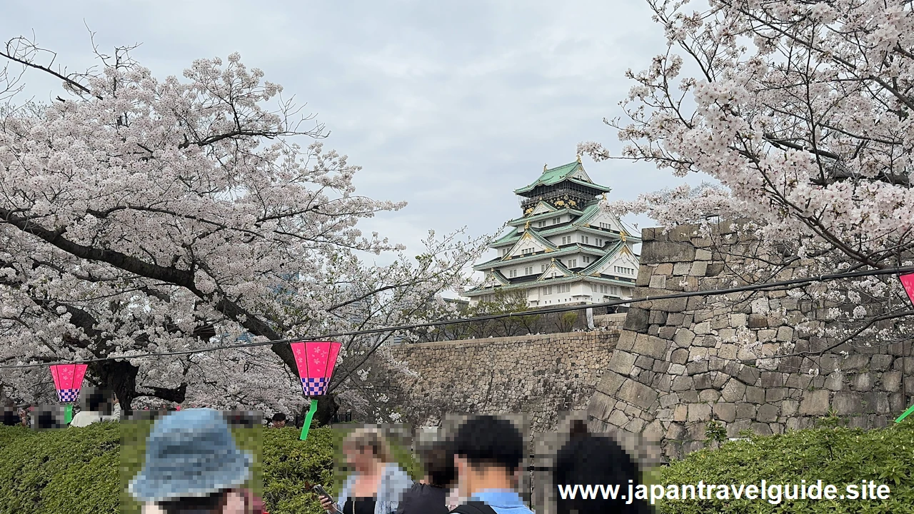 西の丸庭園の桜(4)