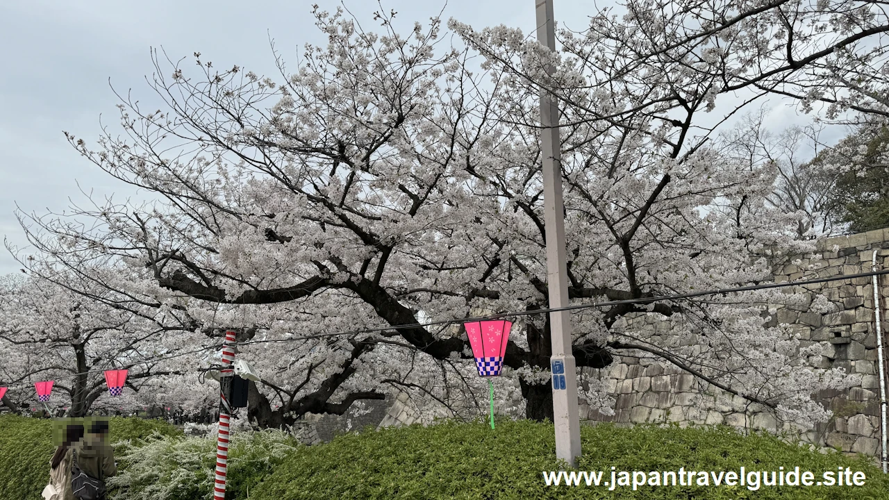 西の丸庭園の桜(5)