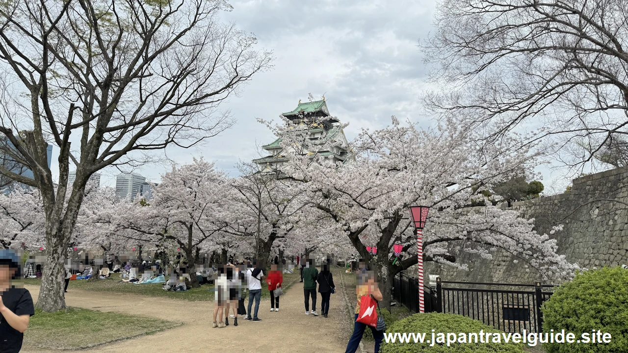 西の丸庭園の桜(8)