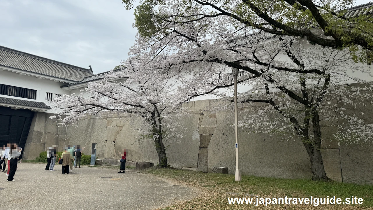 大手門付近の桜(3)