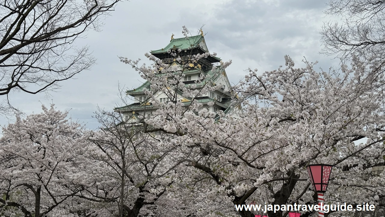 西の丸庭園の桜(9)