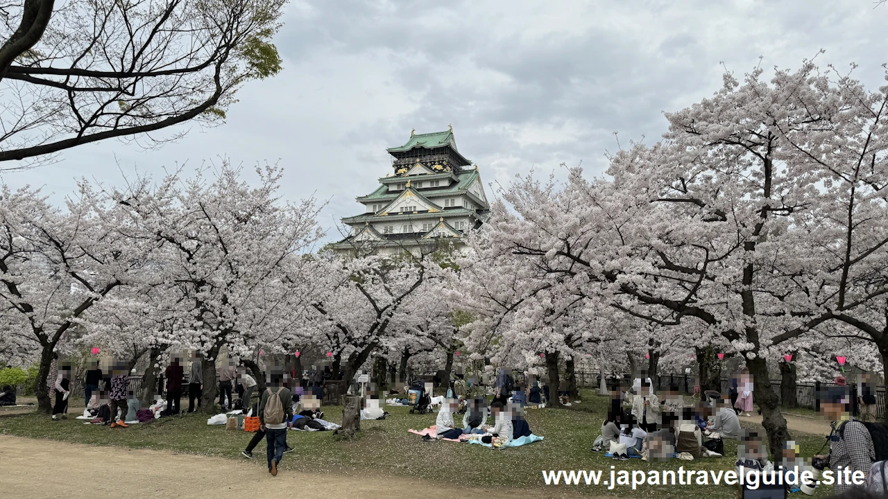 西の丸庭園の桜(10)