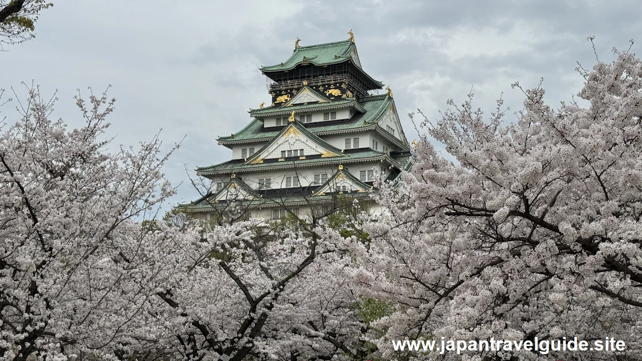 西の丸庭園の桜(11)