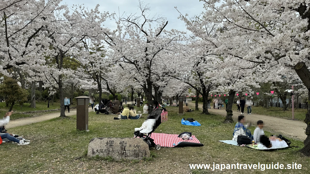 西の丸庭園の桜(12)