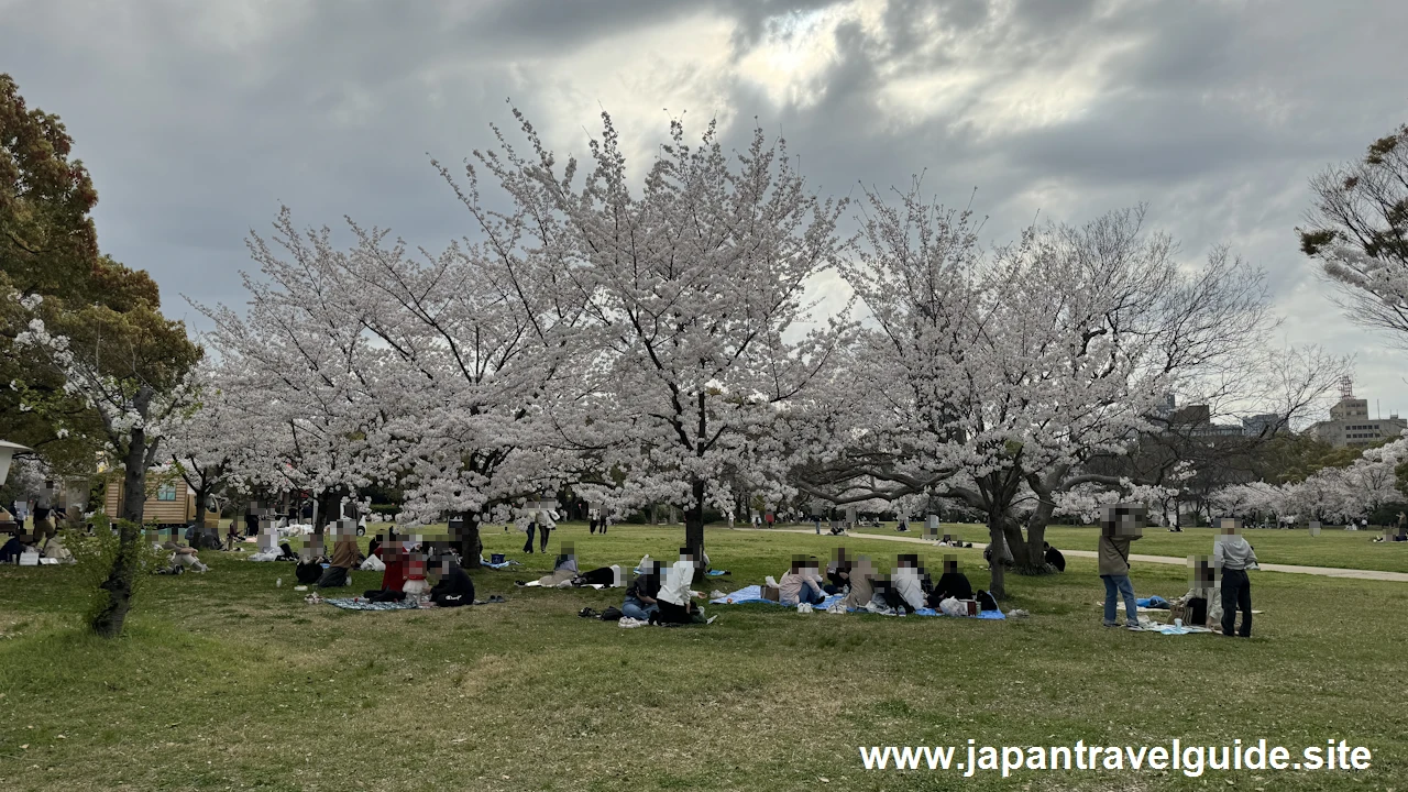 西の丸庭園の桜(13)