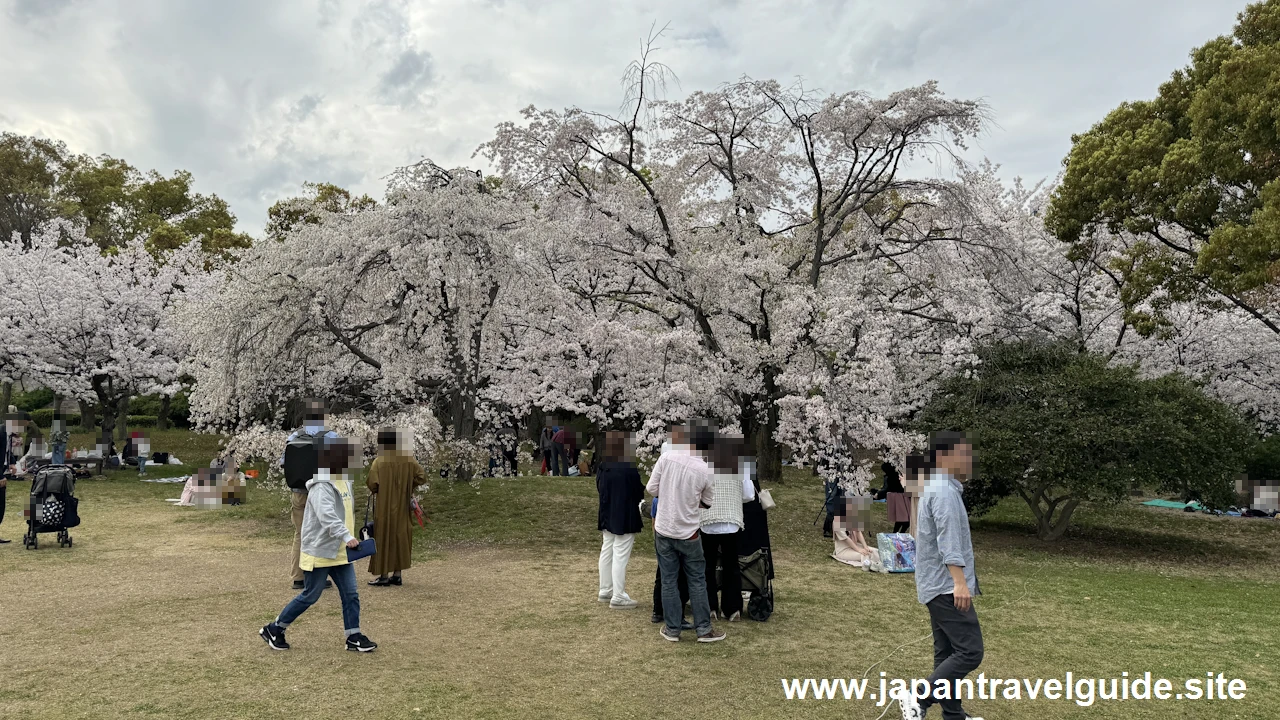 西の丸庭園の桜(14)