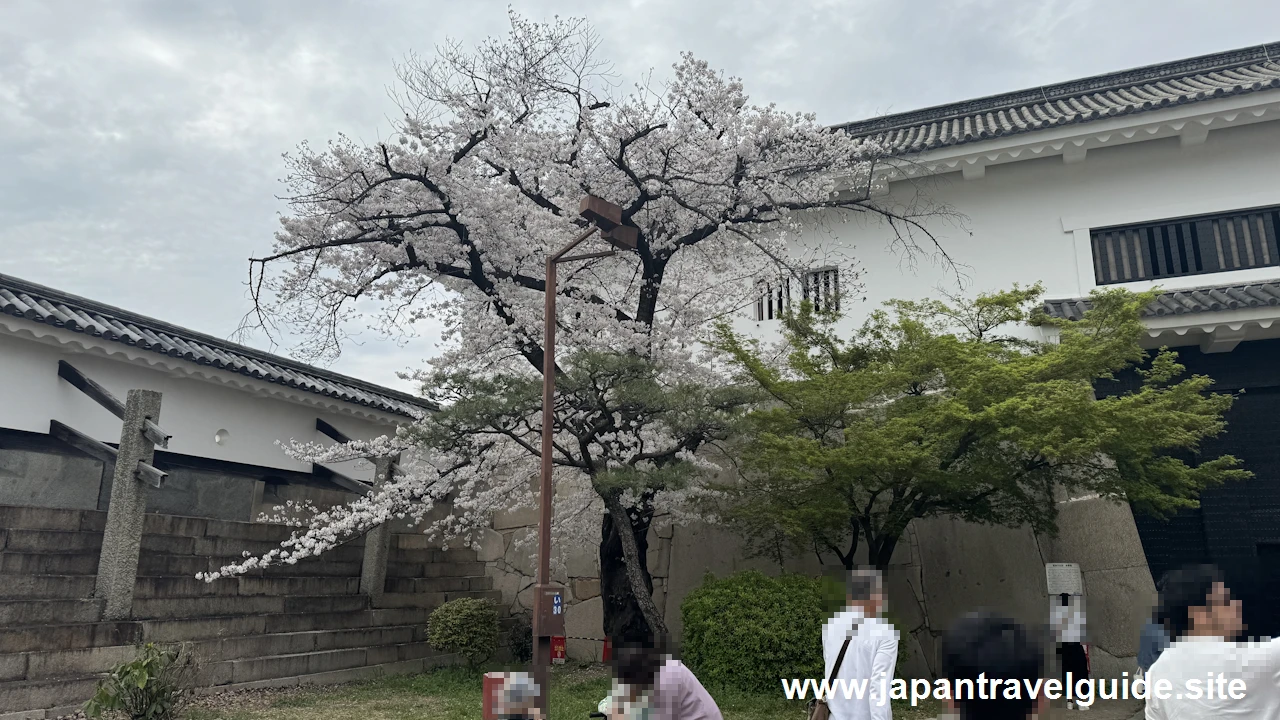 大手門付近の桜(4)