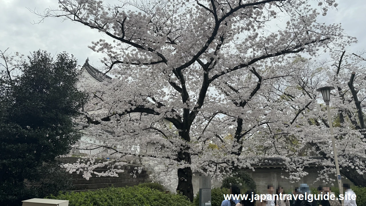 大手門付近の桜(7)