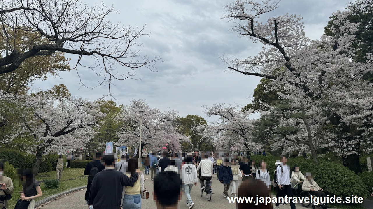 大手門付近の桜(7)