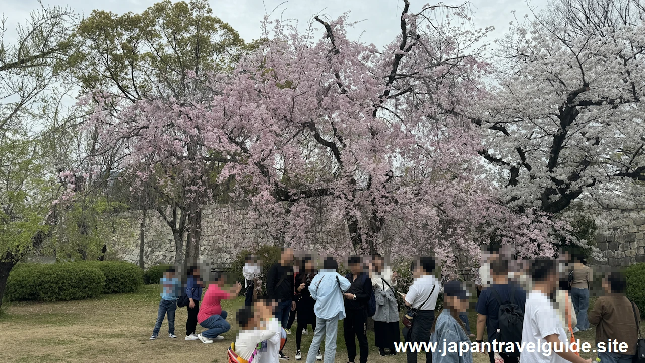 大手門付近の桜(8)