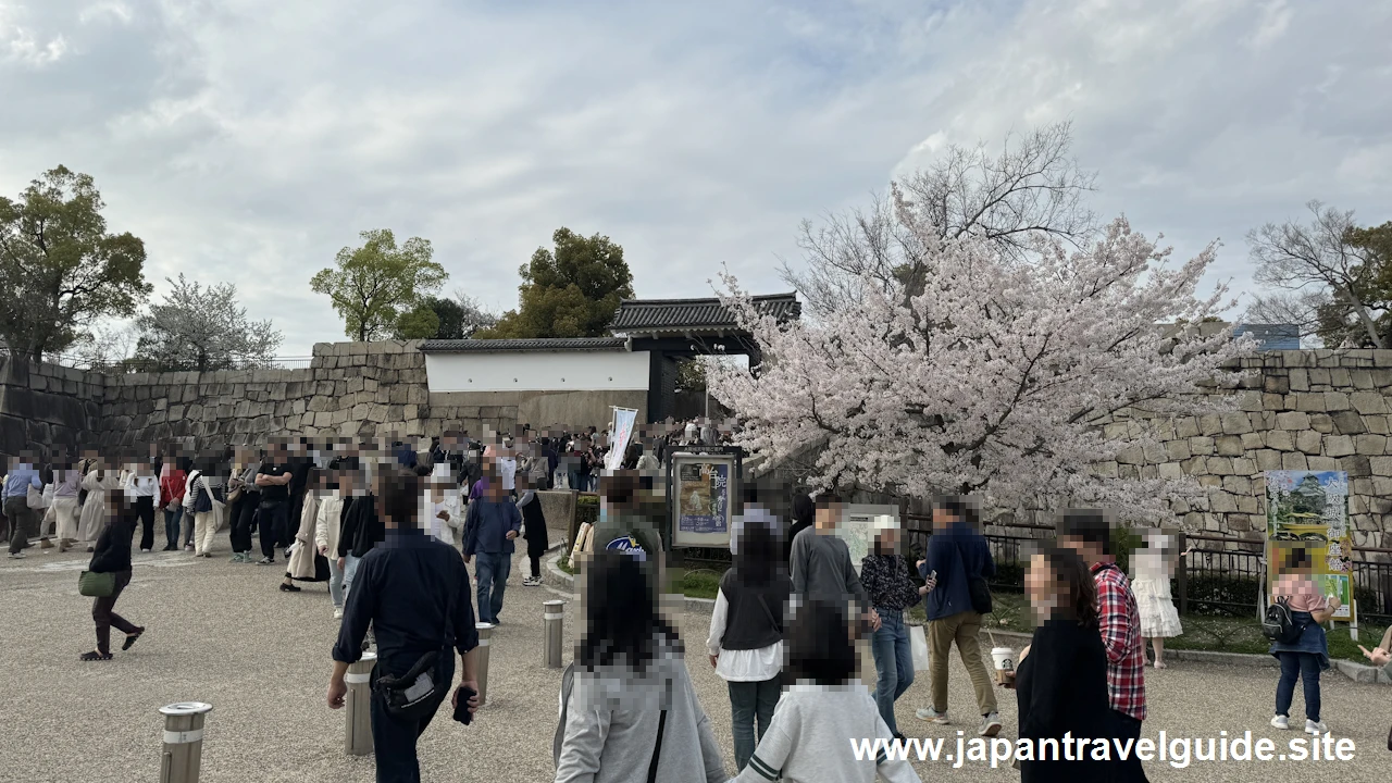 桜門から天守閣までの桜(1)