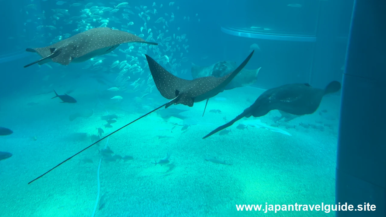 海遊館(10)