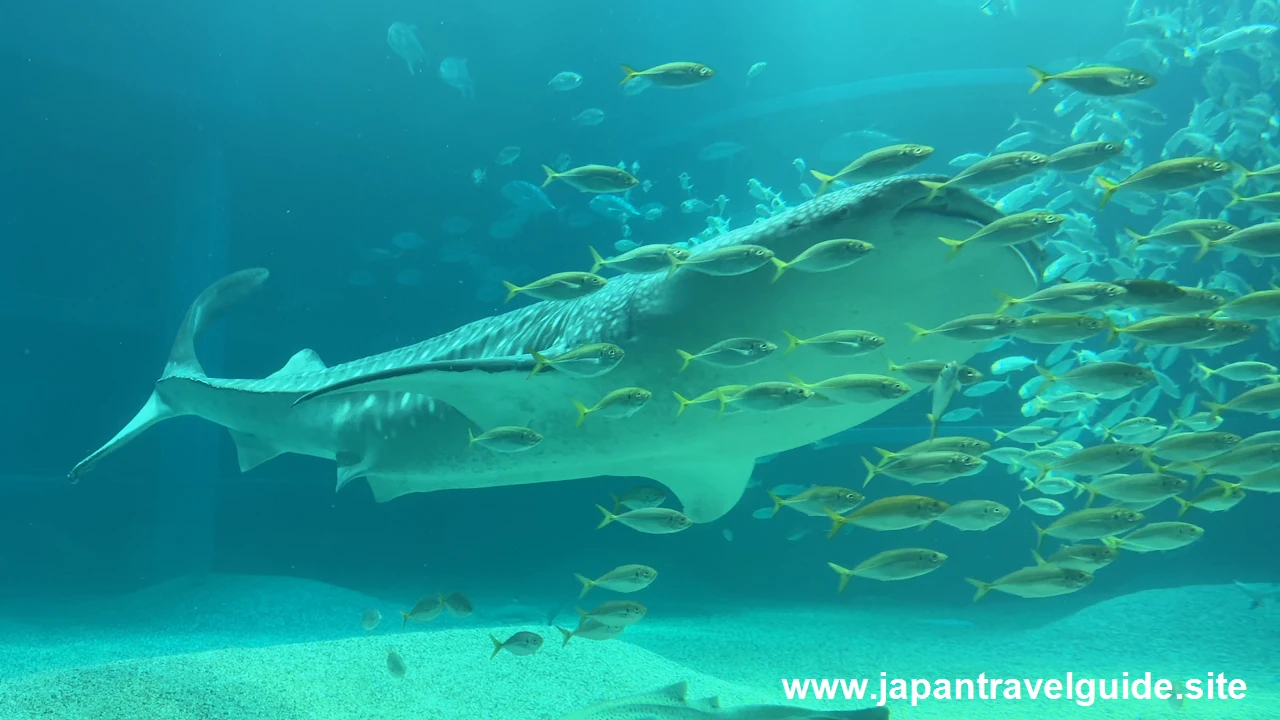 海遊館(12)