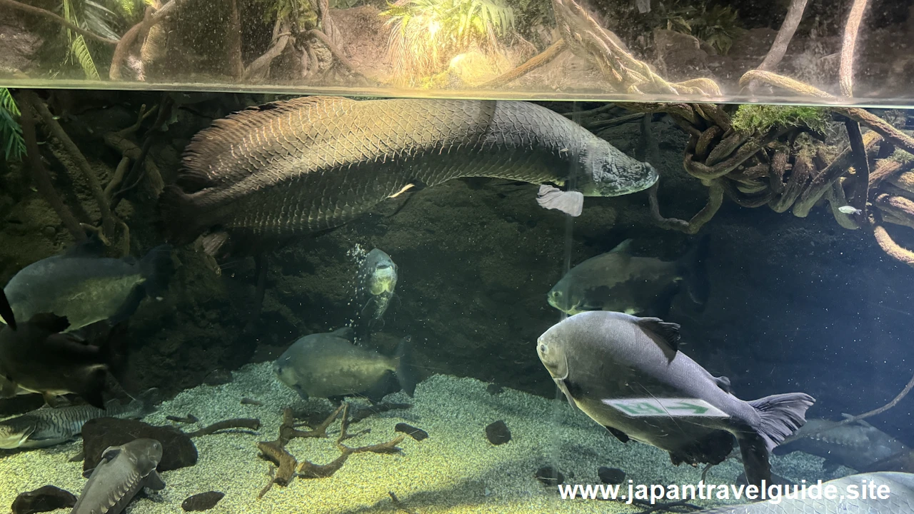 海遊館(2)