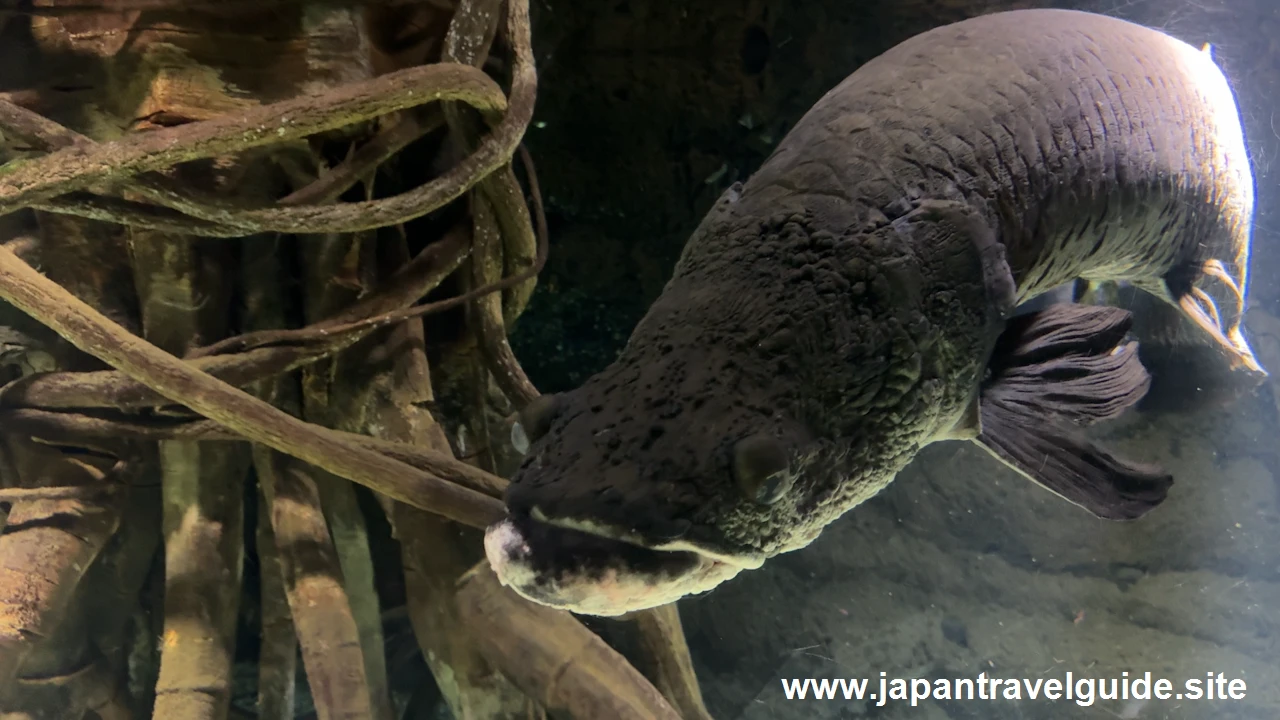 海遊館(3)