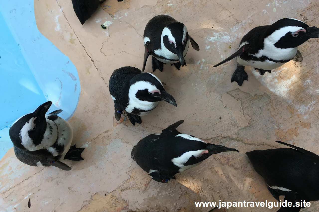 海獣館：アドベンチャーワールドの見どころ(1)