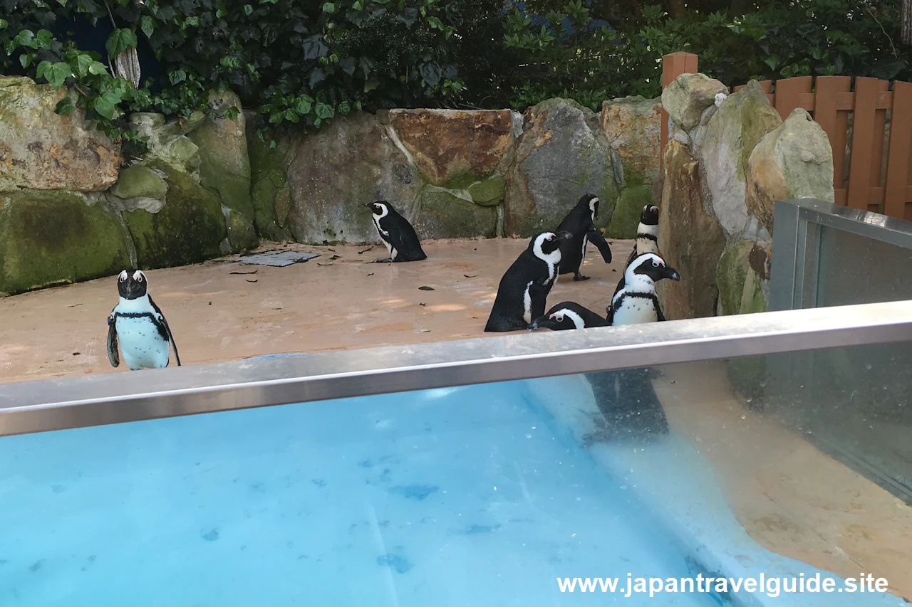 海獣館：アドベンチャーワールドの見どころ(1)