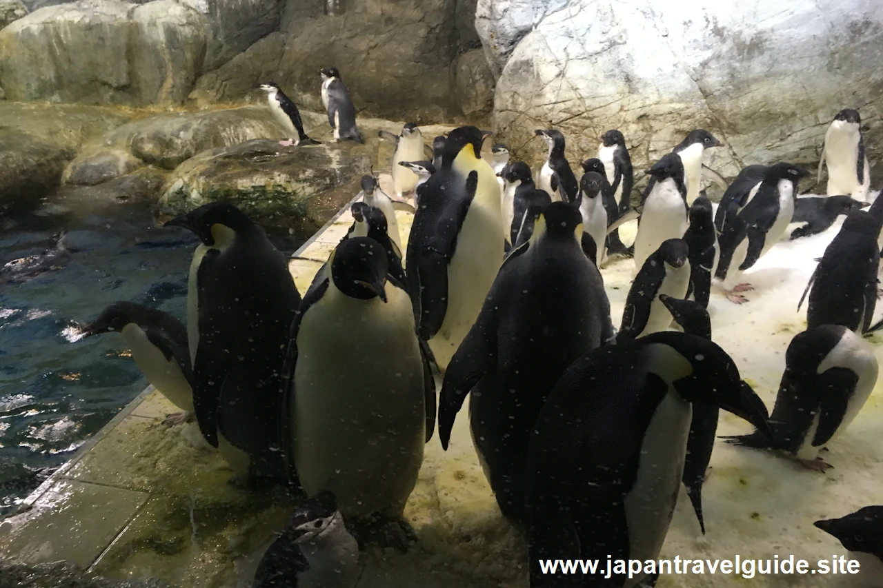 海獣館：アドベンチャーワールドの見どころ(1)