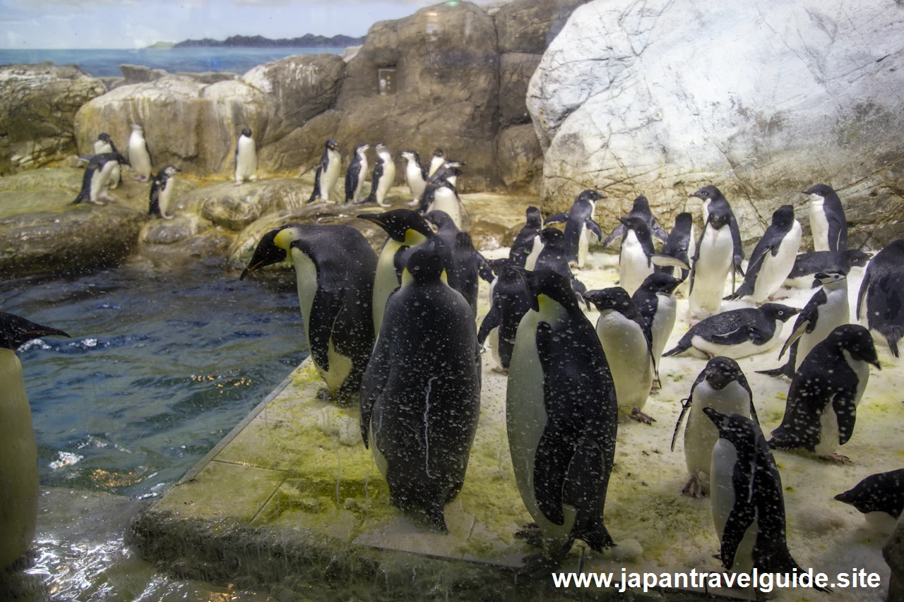 海獣館：アドベンチャーワールドの見どころ(1)