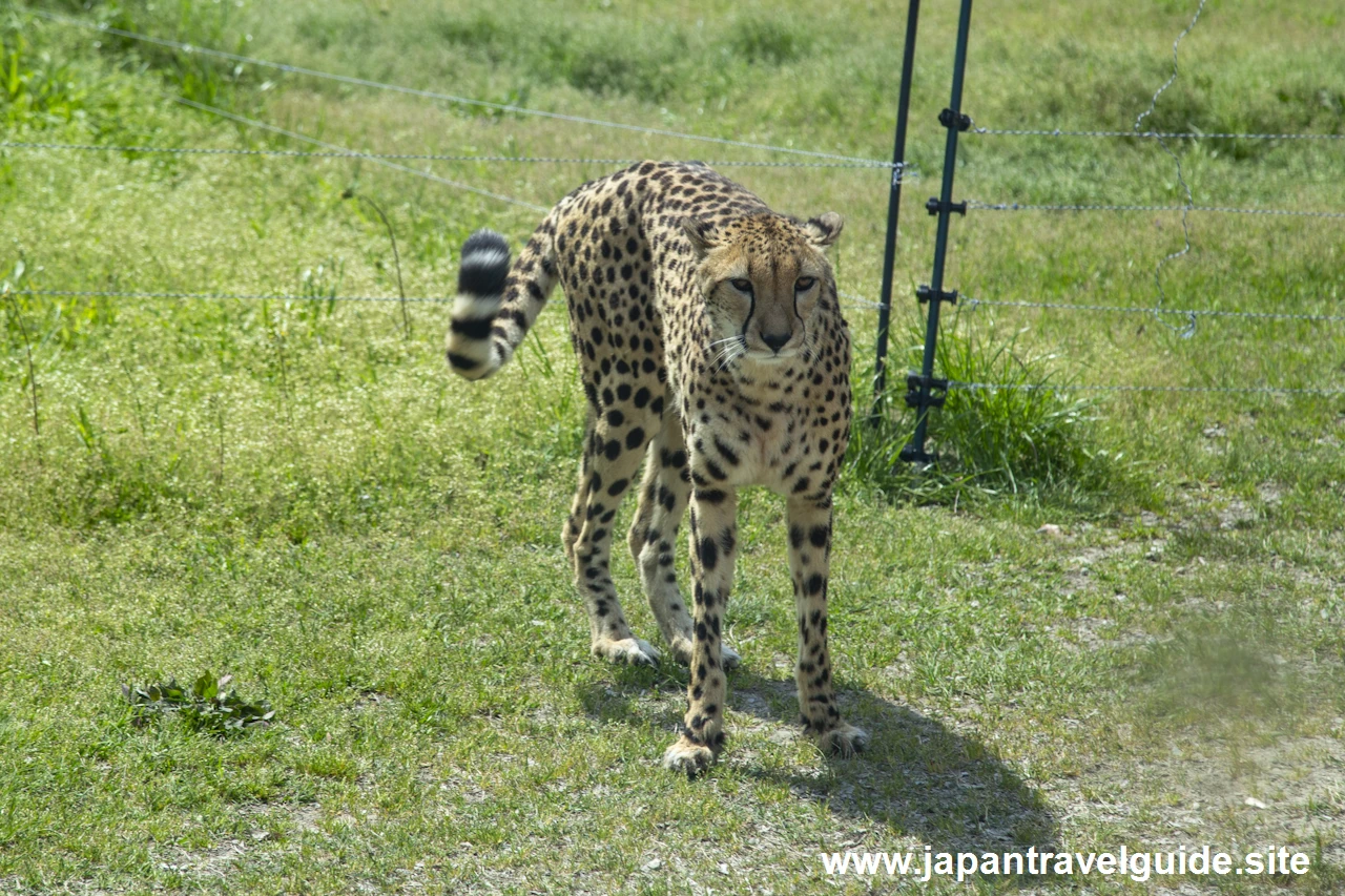 サファリジープツアー：アドベンチャーワールドの見どころ(14)