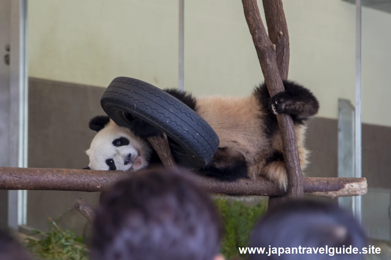 パンダラブ：アドベンチャーワールドの見どころ(6)