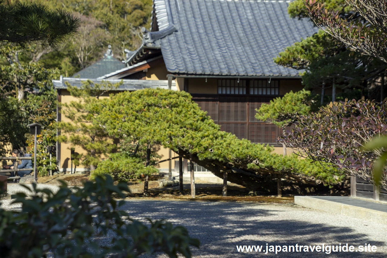 陸舟の松：金閣寺の見どころ(2)